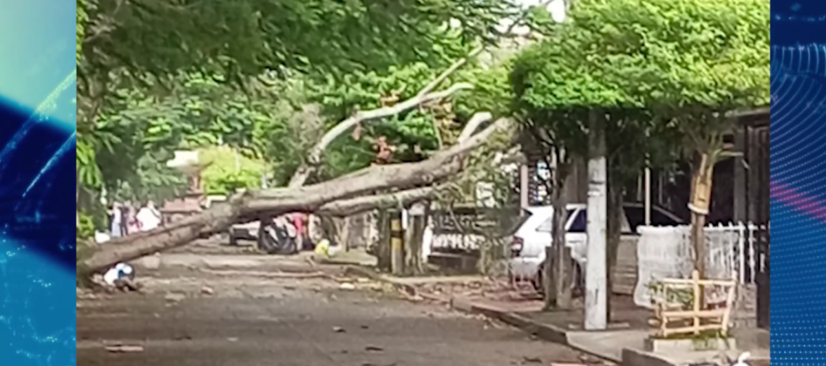 Caída de árbol en Paloblanco deja daños en dos viviendas y activa revisión de protocolos de erradicación en Buga